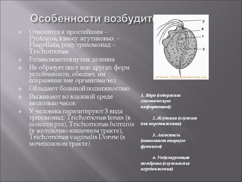 Особенности возбудителя Относится к простейшим – Protozoa, классу жгутиковых – Flagellata, роду трихомонад –